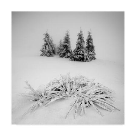 Daniel Rericha 'Winter Scenery' Canvas Art,14x14